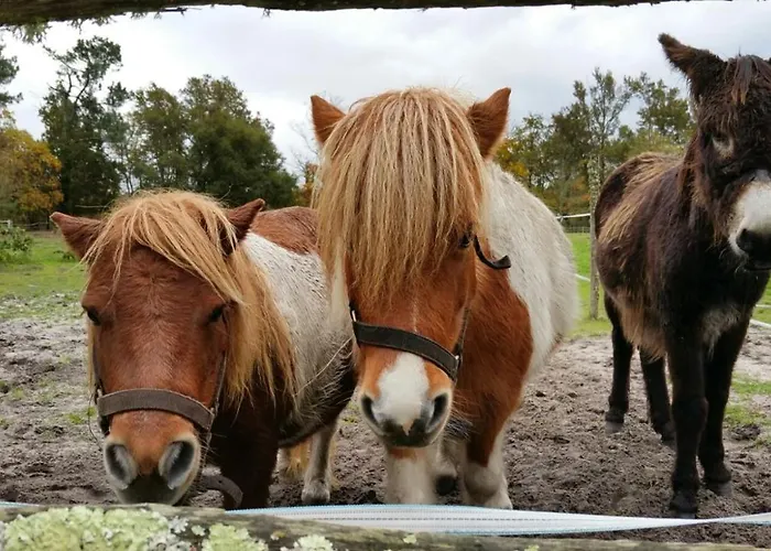 شاليه Le Gahoun - *